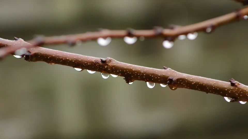 glass of water