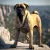 Bullmastiff: Un Caine de Paza Impunator si Devotat
