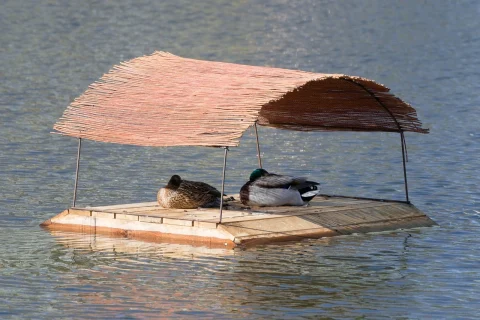 ce se intampla daca nu dormi noaptea si dormi ziua