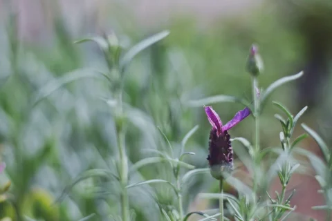 ce se intampla daca dormi in miros de lavabila