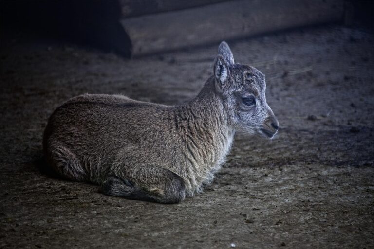barbatul capricorn