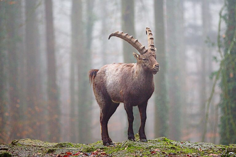 barbatul capricorn indragostit