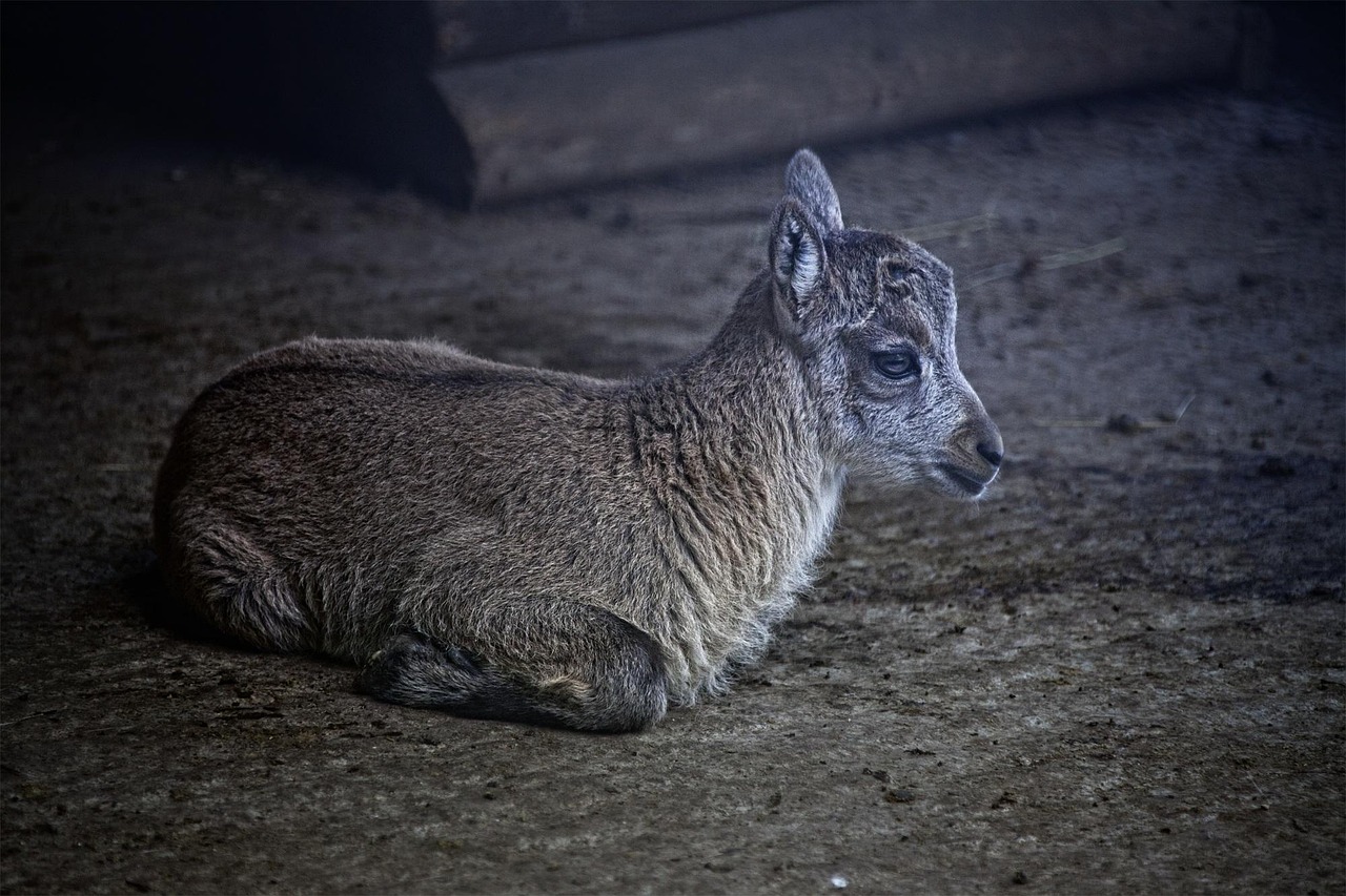 barbatul capricorn