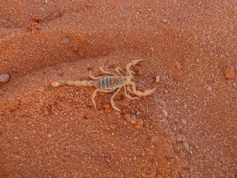 barbatul perfect pentru femeia scorpion