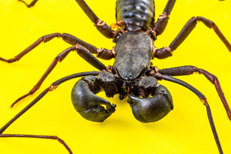 barbatul scorpion ce femei ii plac