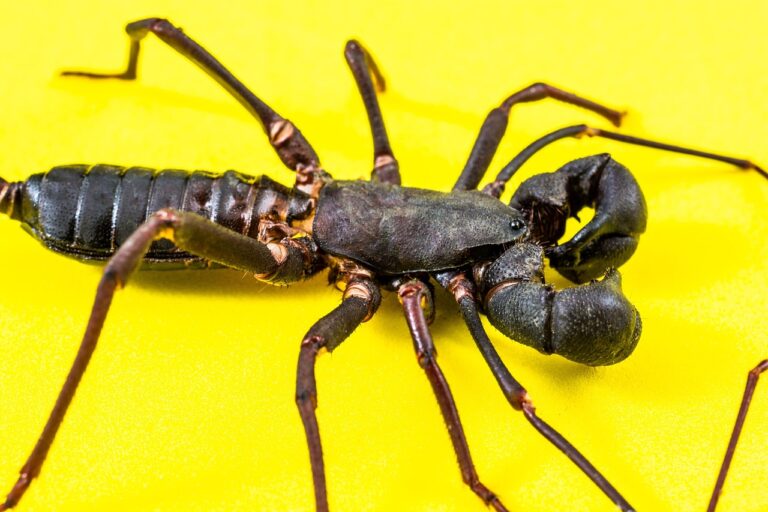 femeia ideala pentru barbatul scorpion