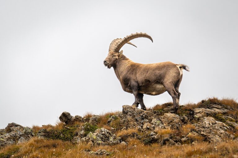 femeia perfecta pentru barbatul capricorn