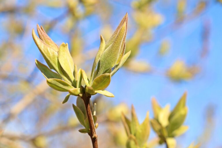 ce inseamna chist cortical renal stang